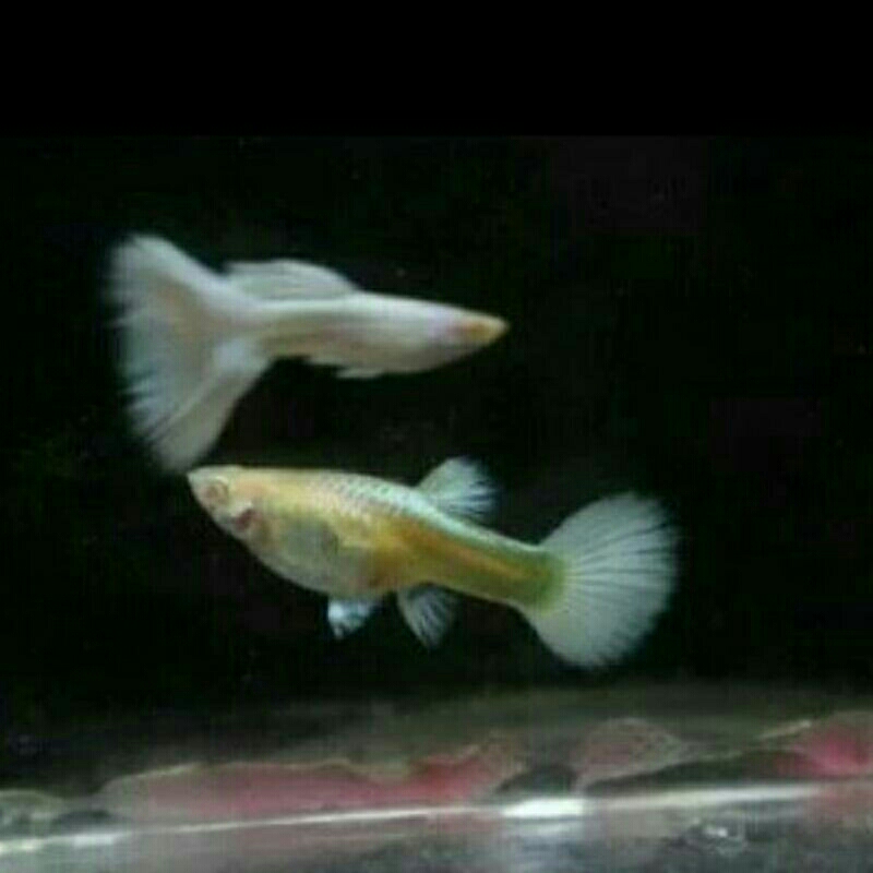 ikan guppy albino full platinum
