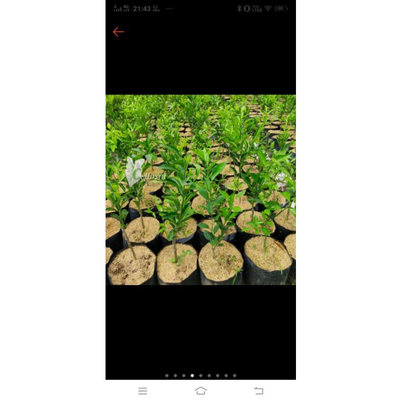 

jeruk siam dau malang