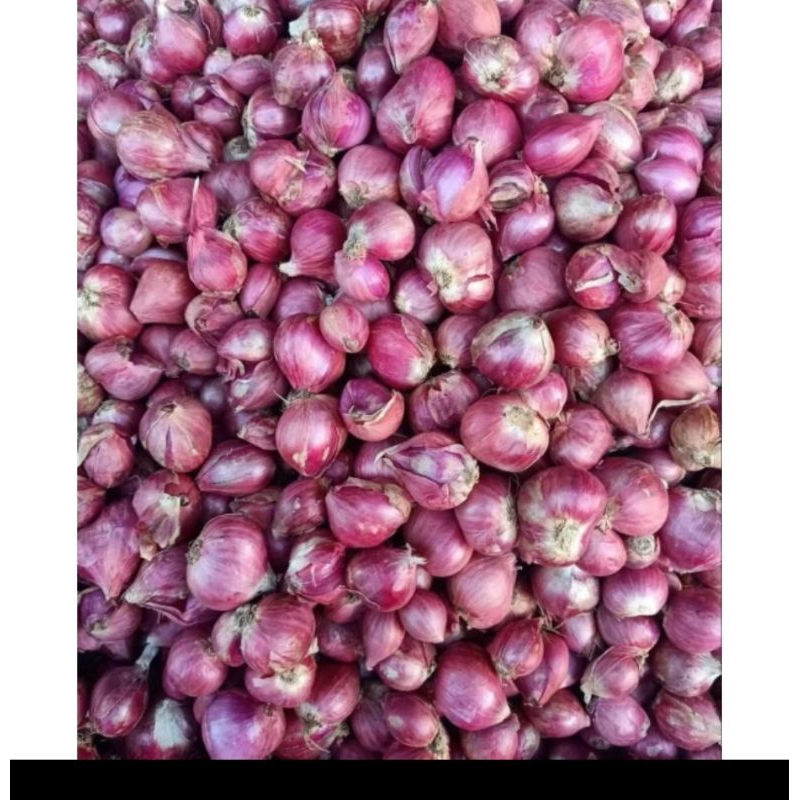 

Bawang merah sedang kering panen sendiri