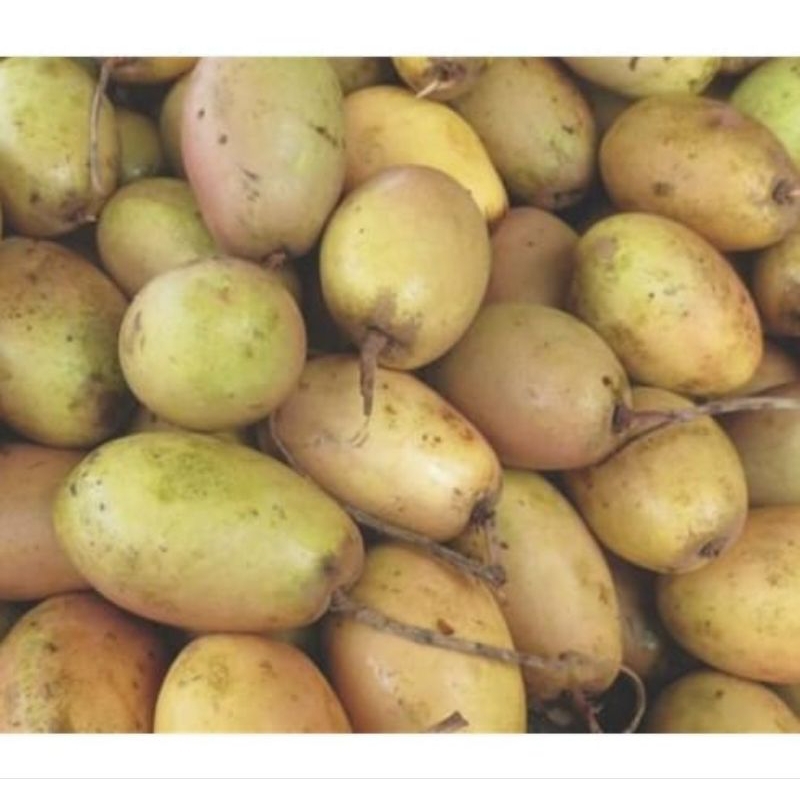 

Buah Kemang segar 1 kg buah jus buah buah Binjai musiman buah langka