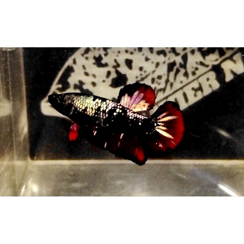 

IKAN CUPANG 1 PASANG AVATAR COPPER GRADE