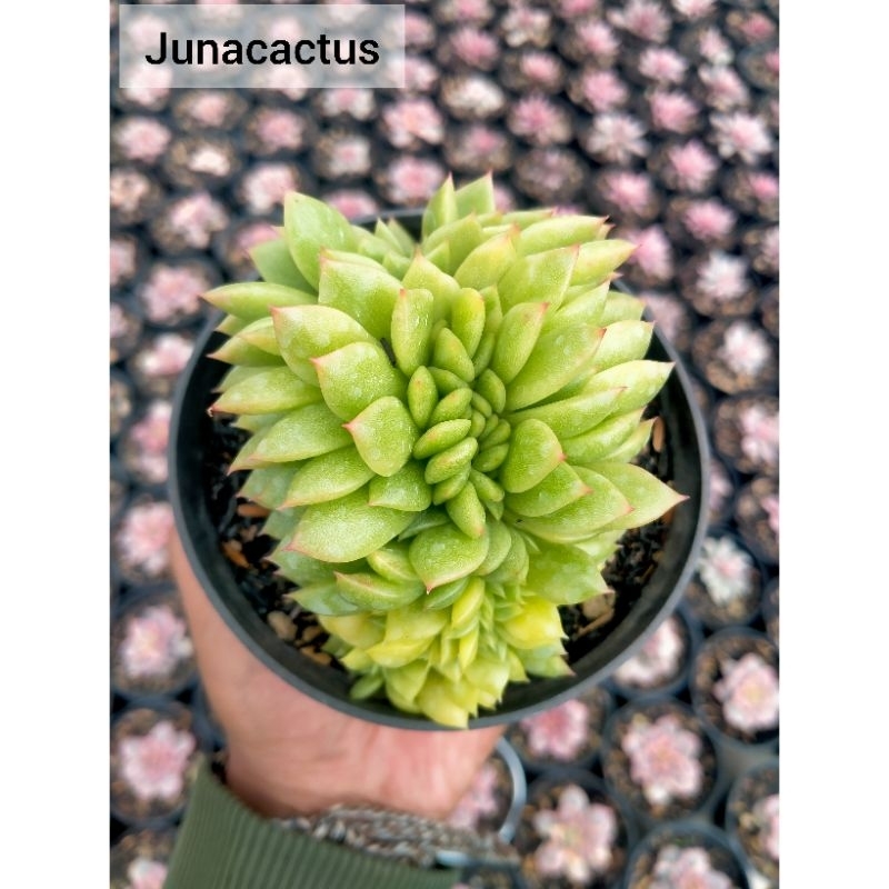 Echeveria Gilva Cristata