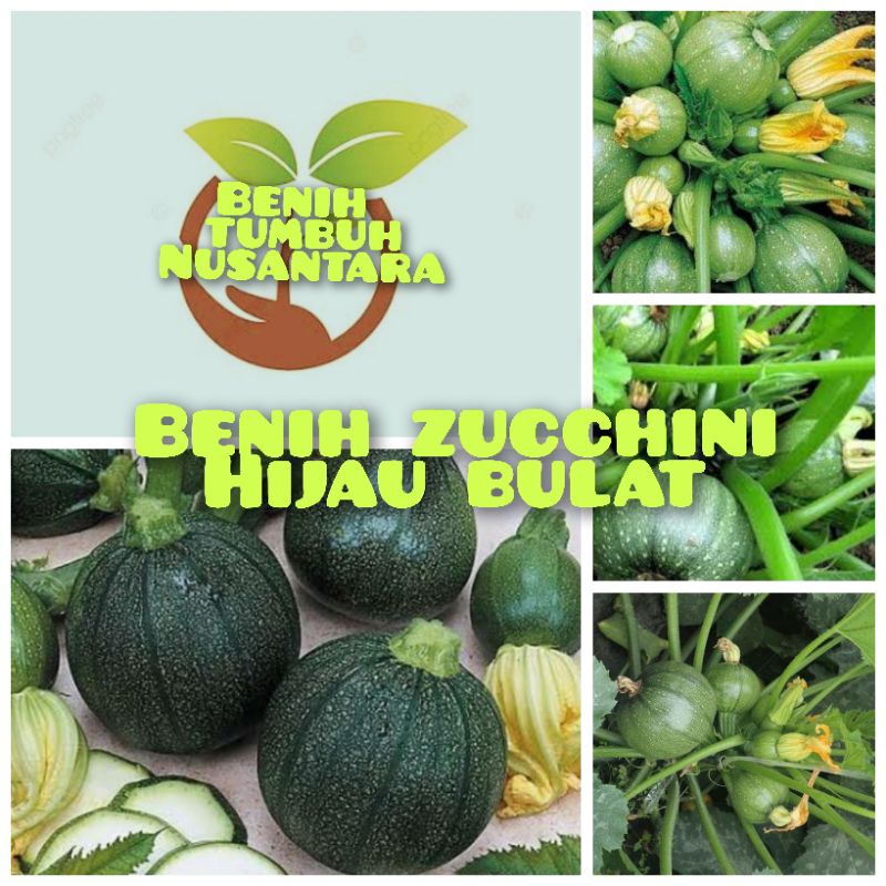 3 BUTIR BIJI BENIH ZUCCHINI HIJAU BULAT