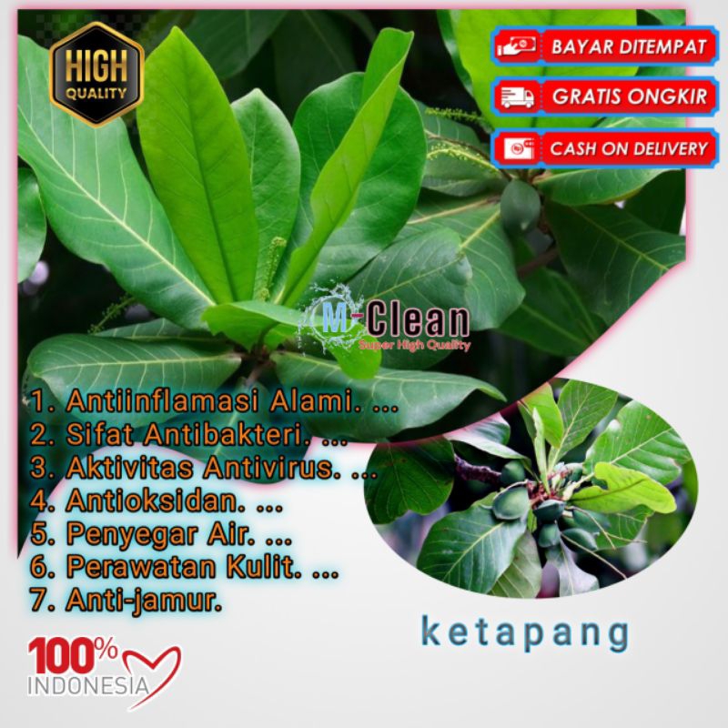 

daun ketapang muda 1kg