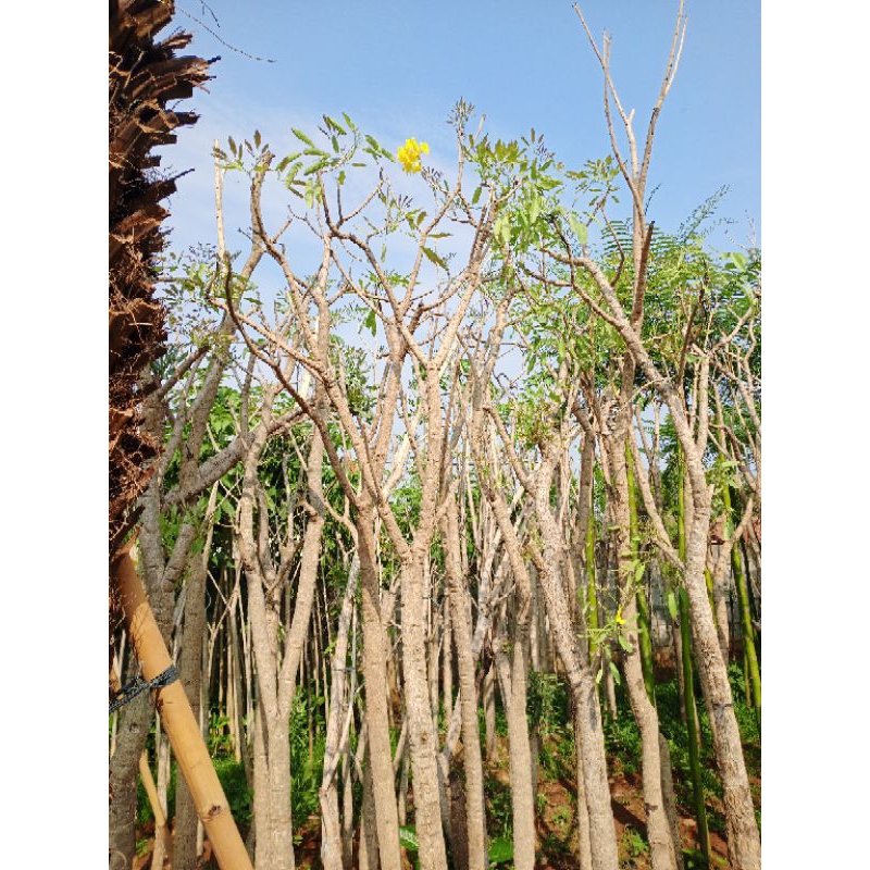 Pohon tebebuya kuning tinggi 3,5/4m sudah termasuk ongkos kirim