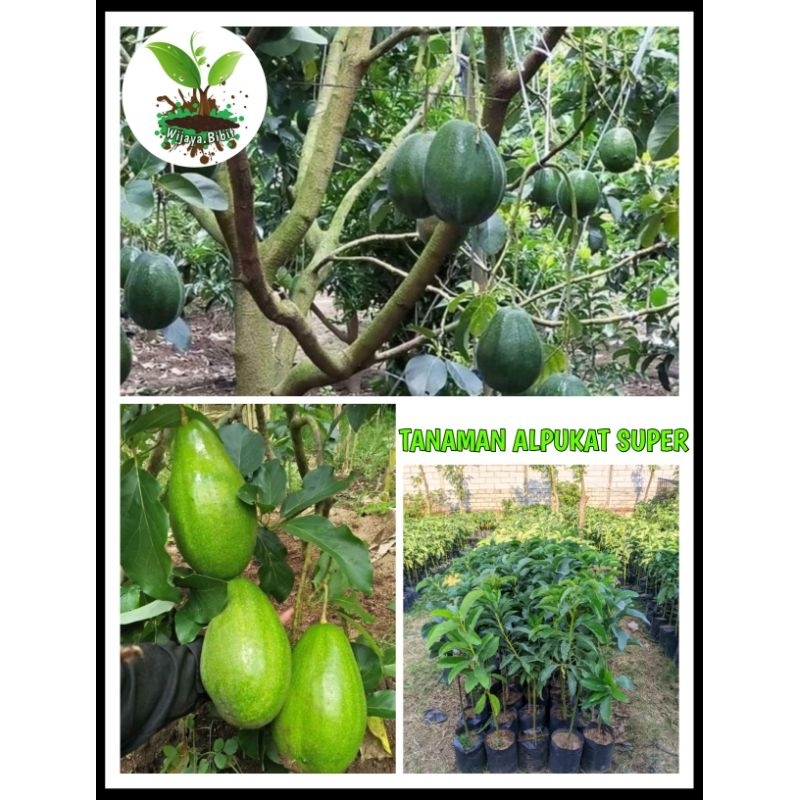 PAKET BIBIT ALPUKAT DAPAT 6, HASIL OKULASI