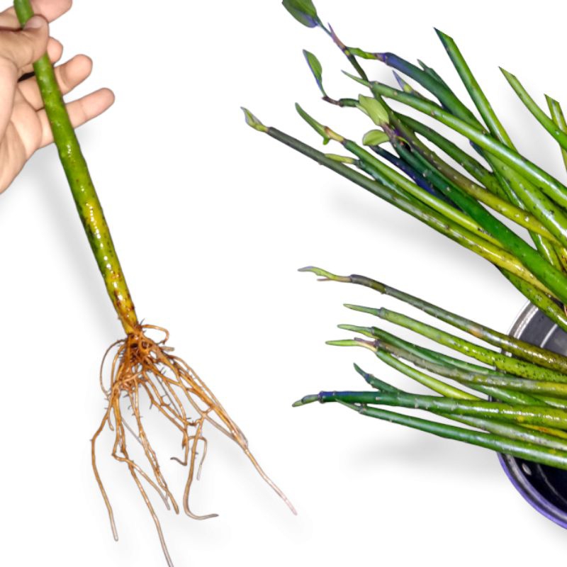 Bibit Pohon Bakau Mangrove