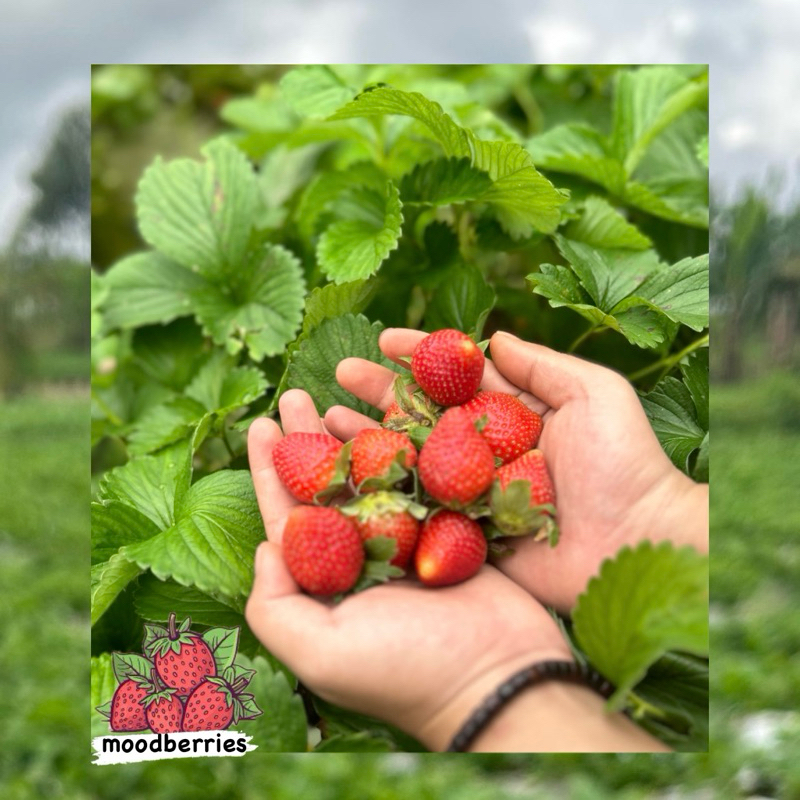 

Strawberry fresh size AB (1kg)
