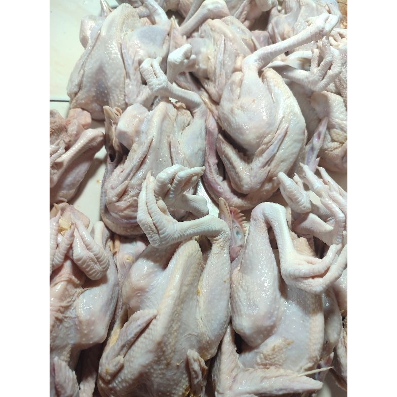 

AYAM KAPUNG FROZEN (READY HANYA PAGI)