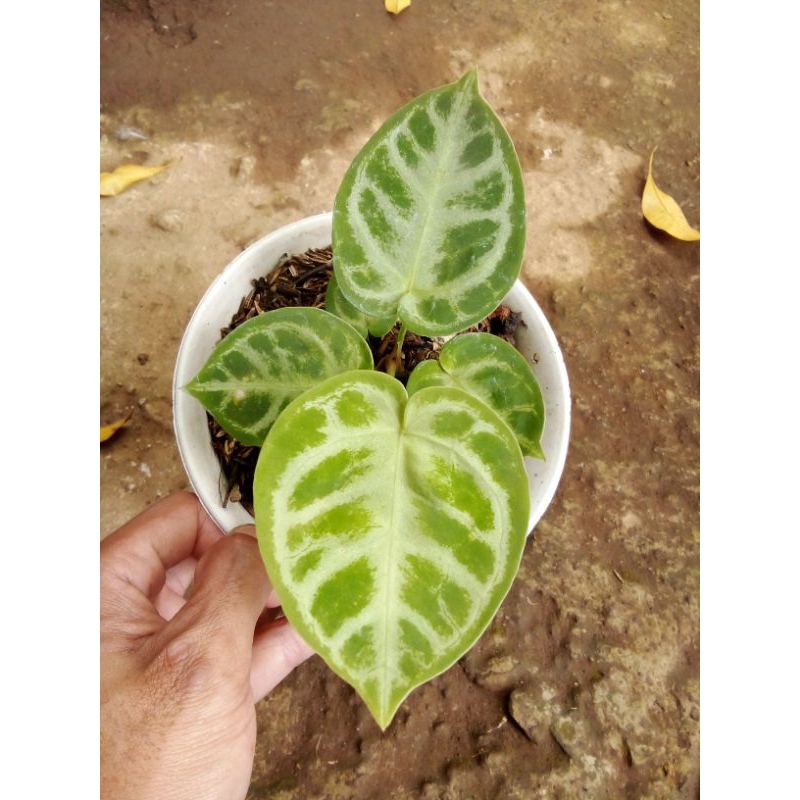 Anthurium Kuping Gajah Dorayaki Silver