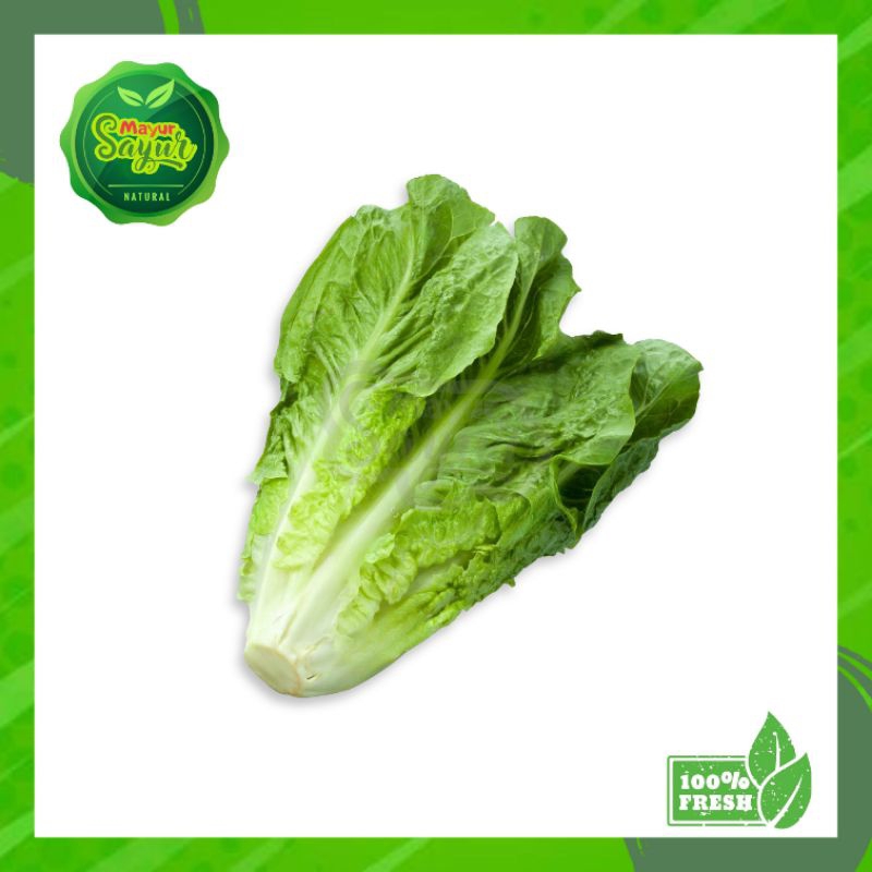 

Sayur Fresh Romaine / Selada Romain Lettuce / Perpack