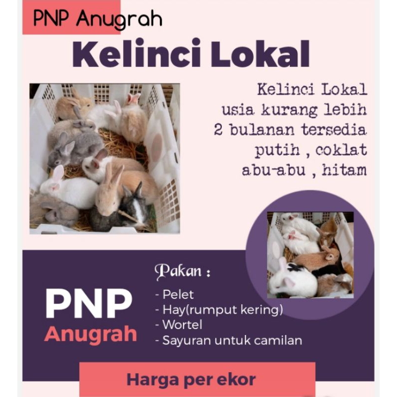 kelinci lokal - anakan kelinci hidup - kelinci putih - kelinci coklat - kecil abu-abu