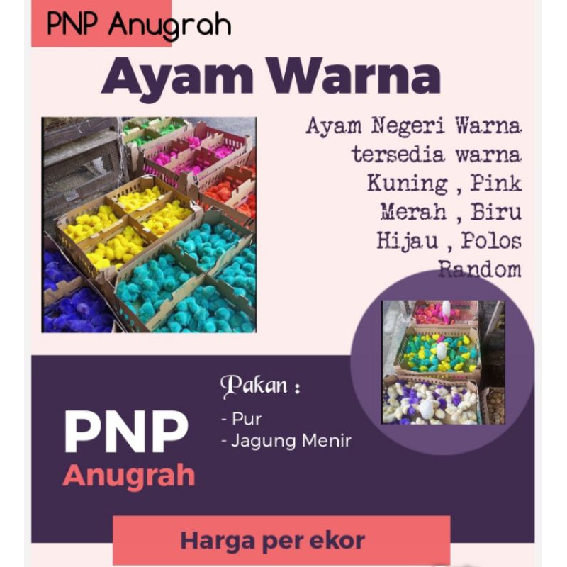 AYAM WARNA - AYAM PELANGI - AYAM BERWARNA (GARANSI PENGIRIMAN)