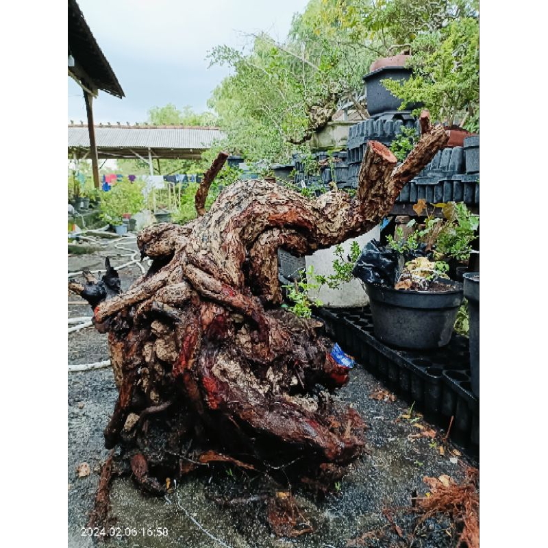 bonsai santigi jumbo