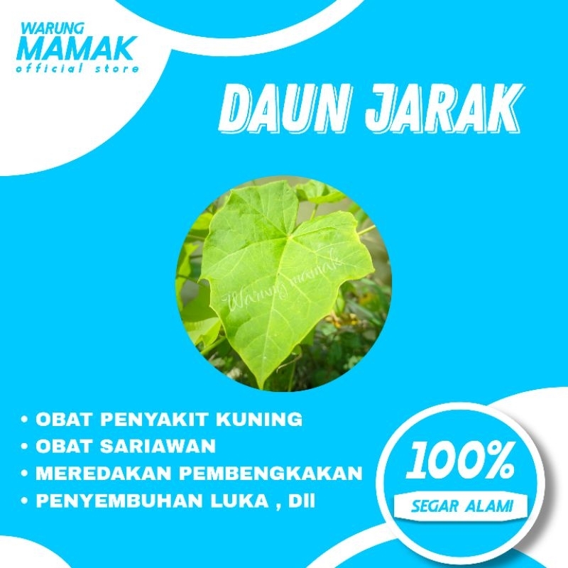

Daun jarak segar kaya akan manfaat | Harga per 5 lembar