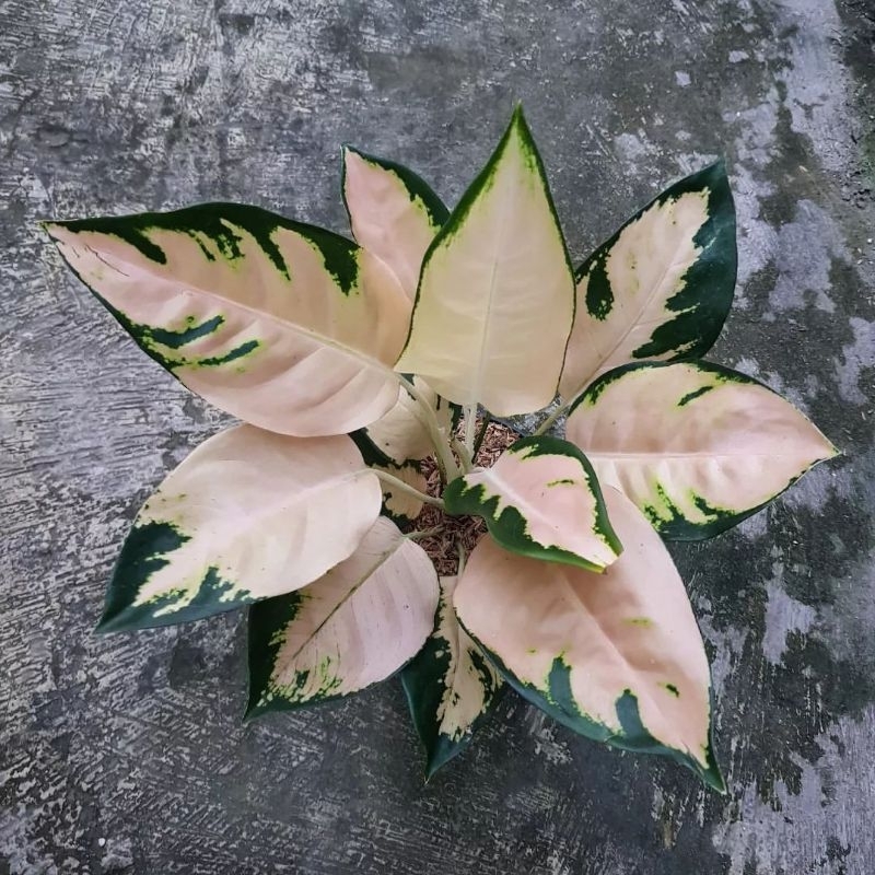 Tanaman Hias Kochin Escada/Tanaman Hias Cantik/Tanaman Hias Hidup