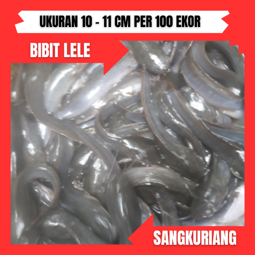 BENIH / BIBIT IKAN LELE UK 10 -11CMPER 100 EKOR