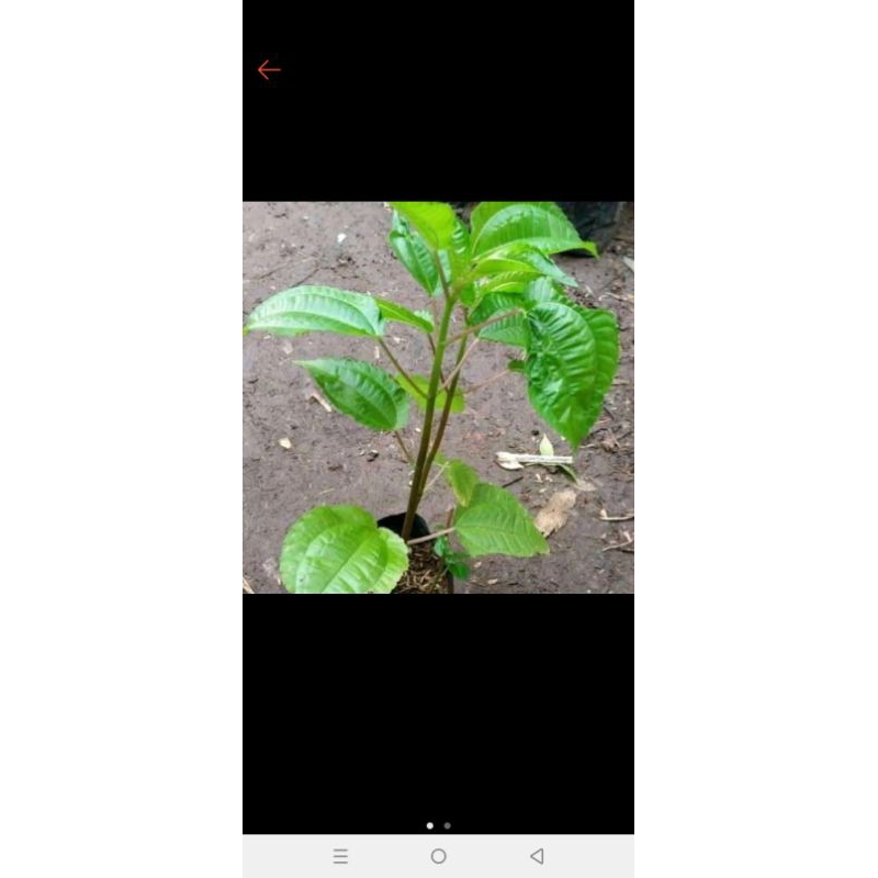 

sayur daun katuk perikat