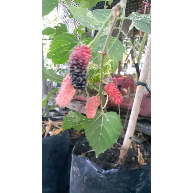 bibit murbei jumbo berbuah