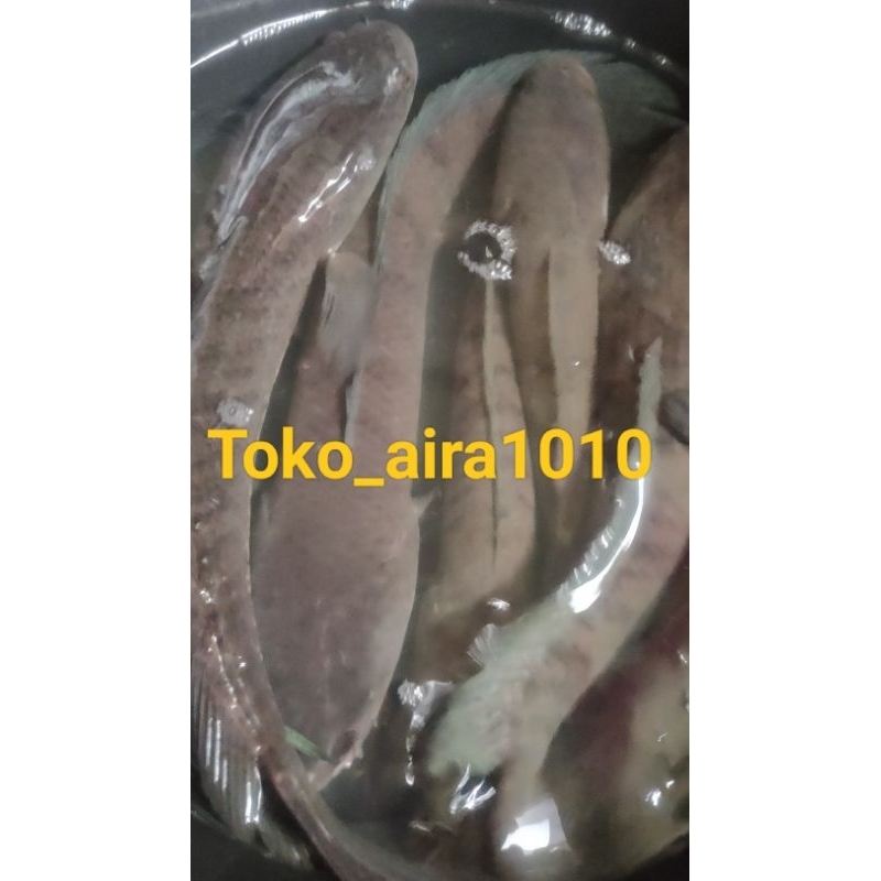 

IKAN GABUS JUMBO HIDUP 1 KG