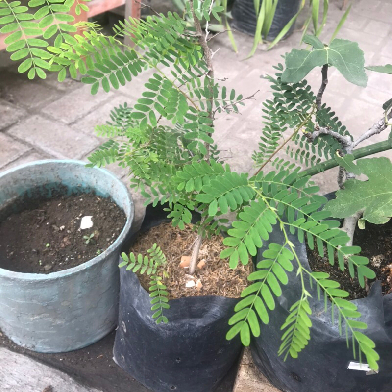 Tanaman Asem Jawa Bibit asem Jawa bahan Bonsai Kalamagi Tamarin