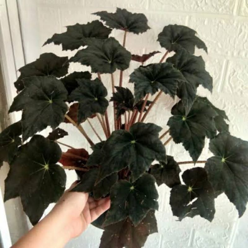 Begonia Black Star, Begonia Black Velvet