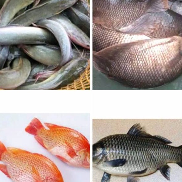

COD Ikan Patin Nila Merah Mas Lele Mujaer Bawal Gurame
