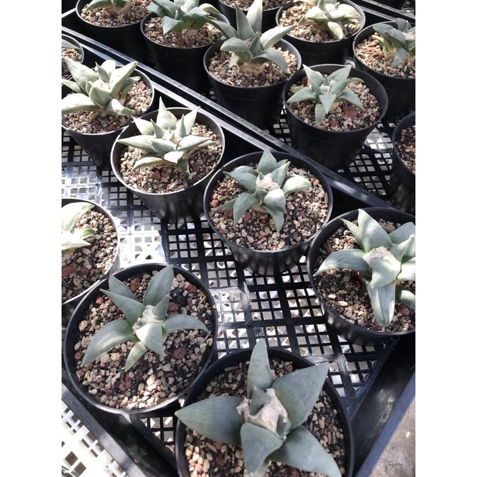 ariocarpus retusus kaktus