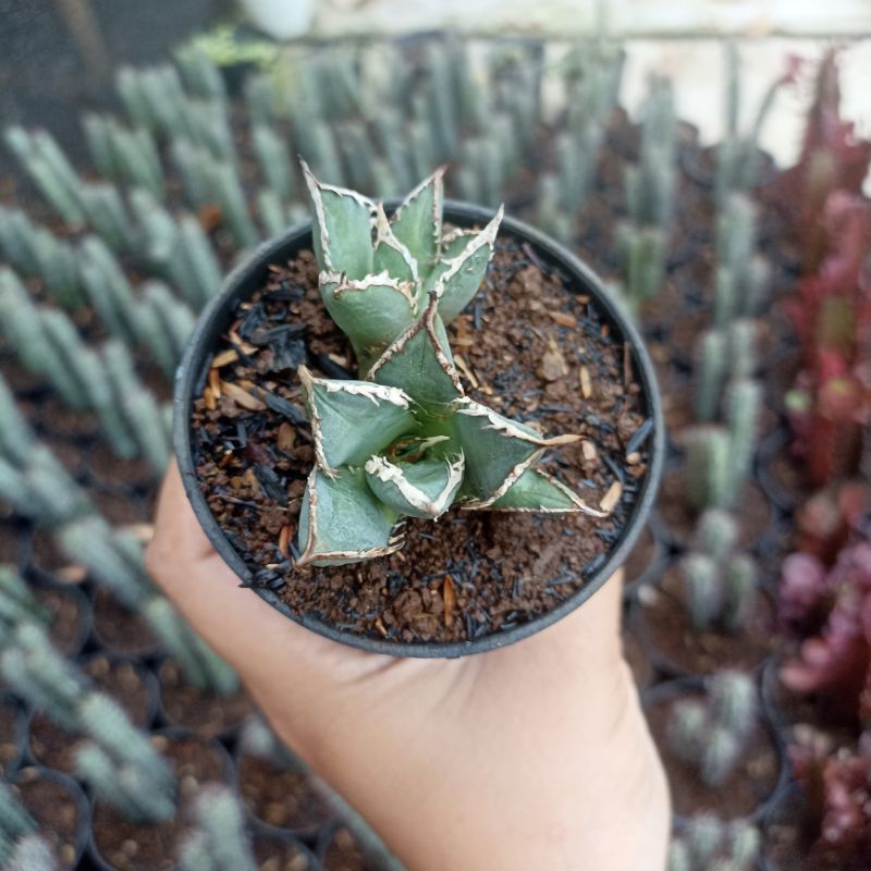 agave titanota fo76 cluster