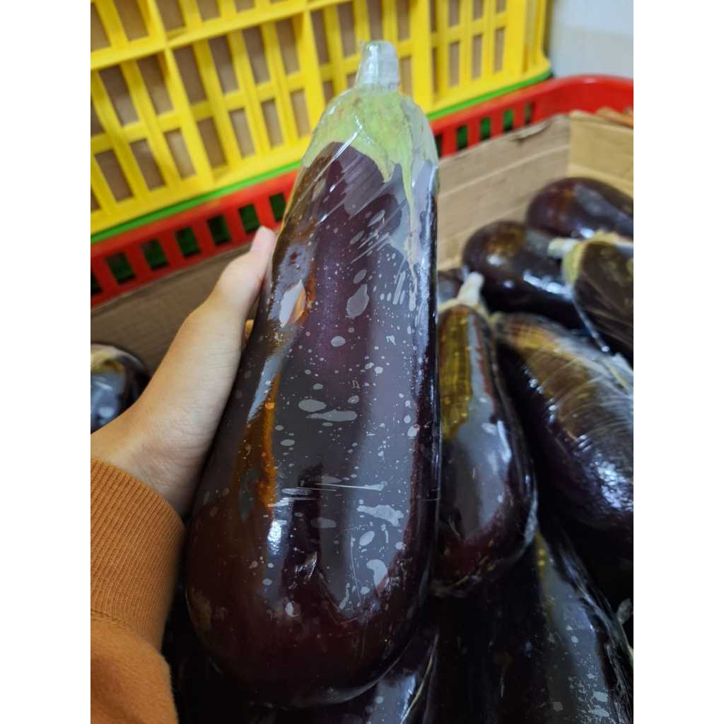 

Terong Jepang/ Nasubi/ Terong Nasubi/ Terong nasubi tangkai hijau