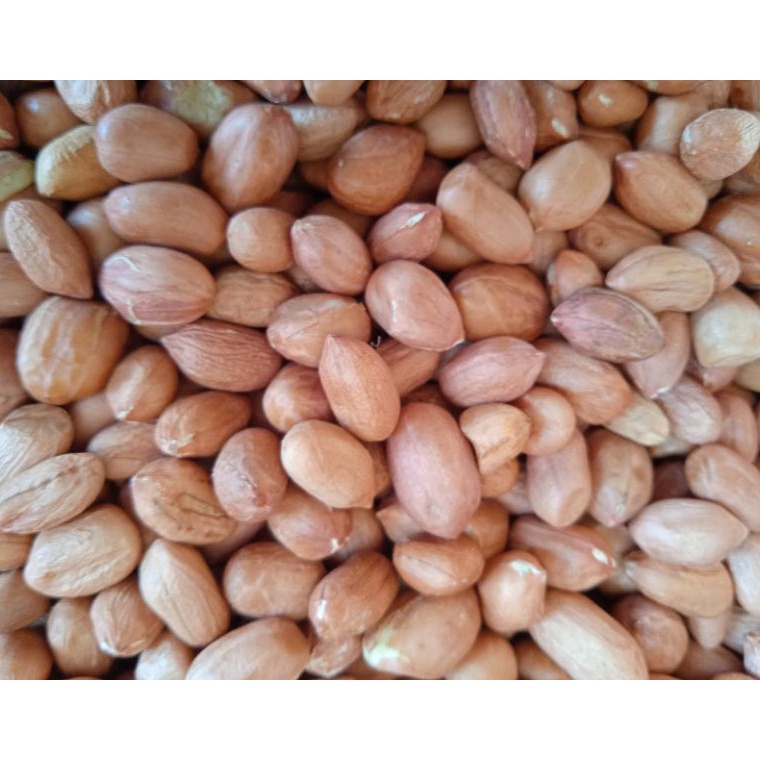 

TERBARU kacang tanah murah 1 kg