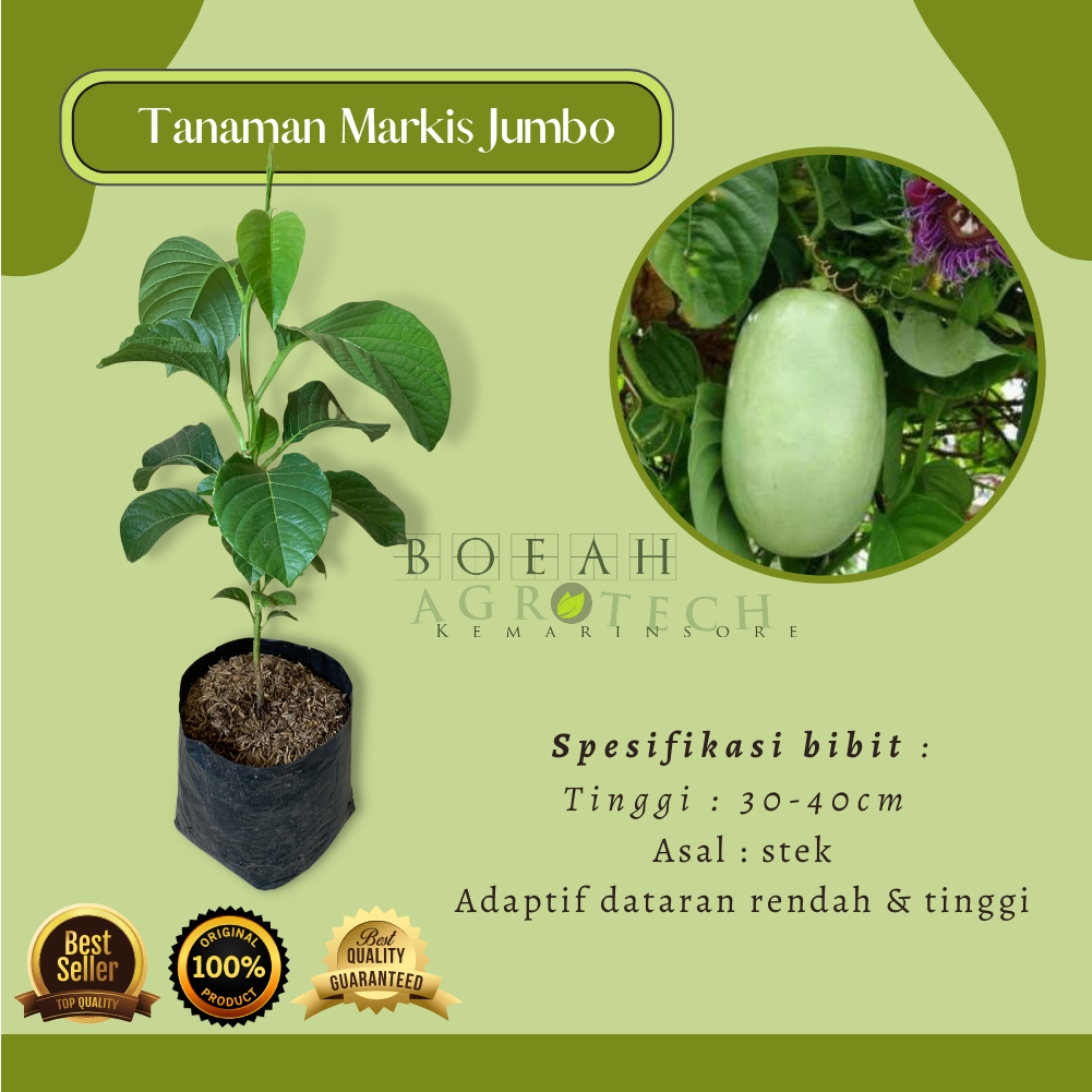 Bibit Markisa Jumbo/ Giant Markisa