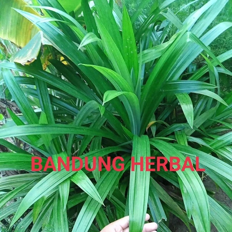 

daun pandan wangi segar langsung petik per 250grm