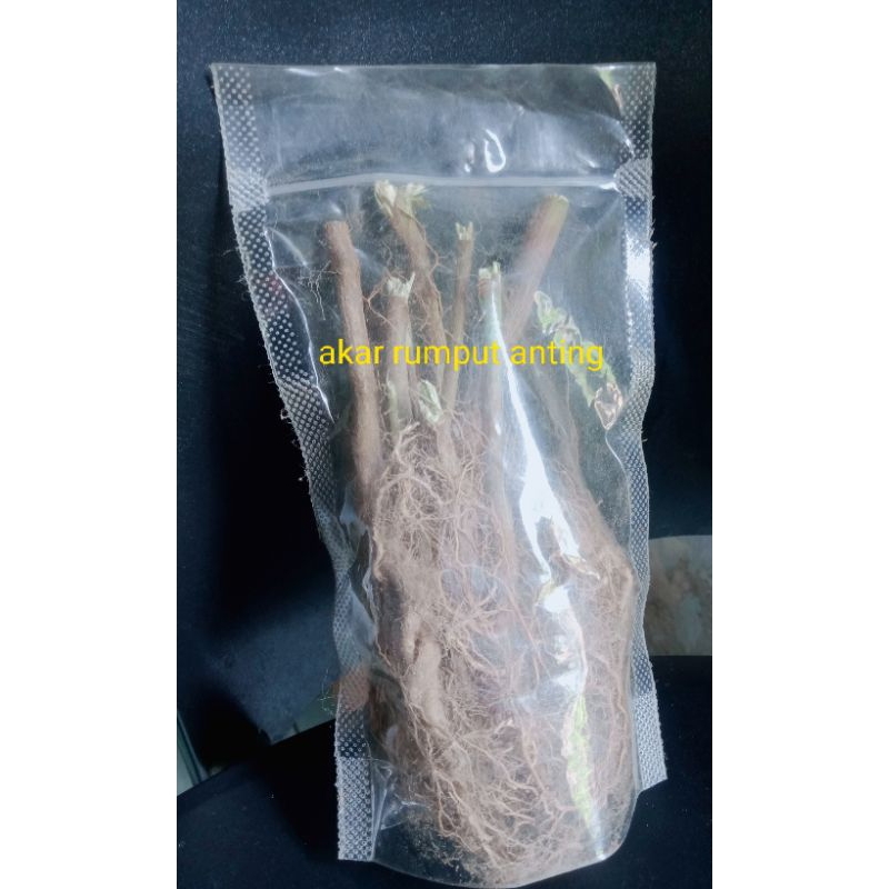 

akar rumput anting kering 50g/samsul herbal