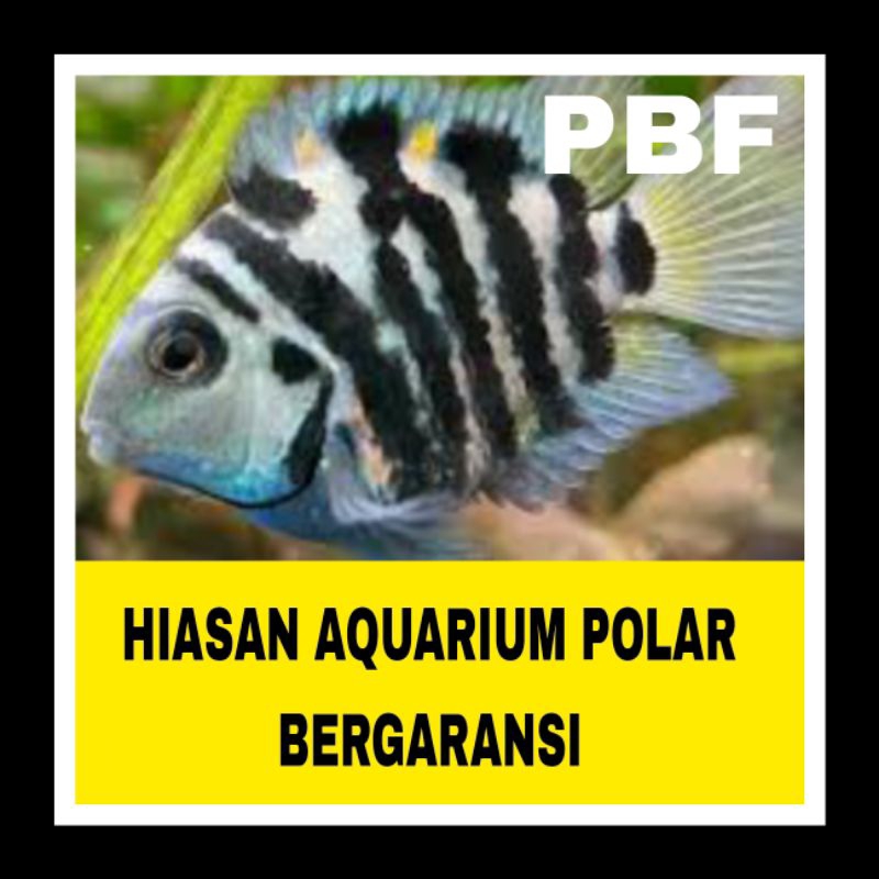 IKAN HIAS BLUE POLAR BERGARANSI BONUS PAKAN