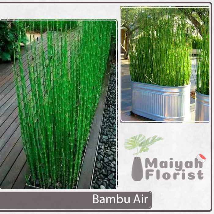 Tanaman Hias Pagar Bambu Jepang - Bambu Air - Pseudosasa japonica