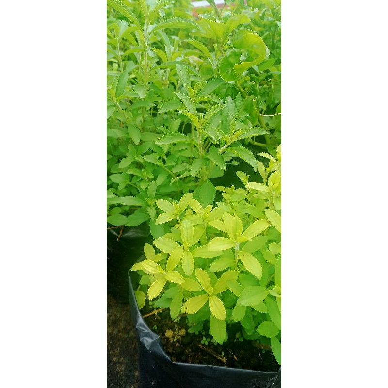 

STEVIA / STEVIA PENGGANTI GULA / DAUN STEVIA / PEMANIS ALAMI / DAUN MANIS PENGGANTI GULA / PENGGANTI GULA / OBAT HERBAL / HERBAL DIABETES / DAUN MANIS