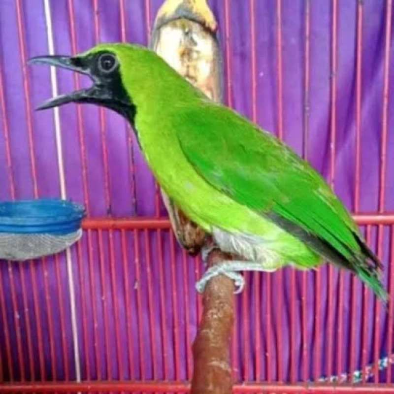 Cucak ijo nopeng bahan body big