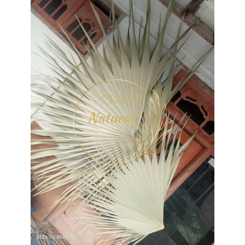 

Daun Siwalan / Lontar / Ental / Ibung Type SEDANG 1 PUCUK FULL UTUH
