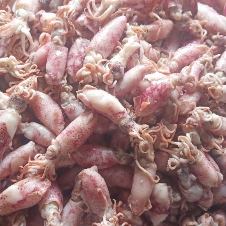 

BEST SELLER Ikan asin cumi Beby 5gr 1sampai 4cmcumi asin baby rebusbasacumi asin baby