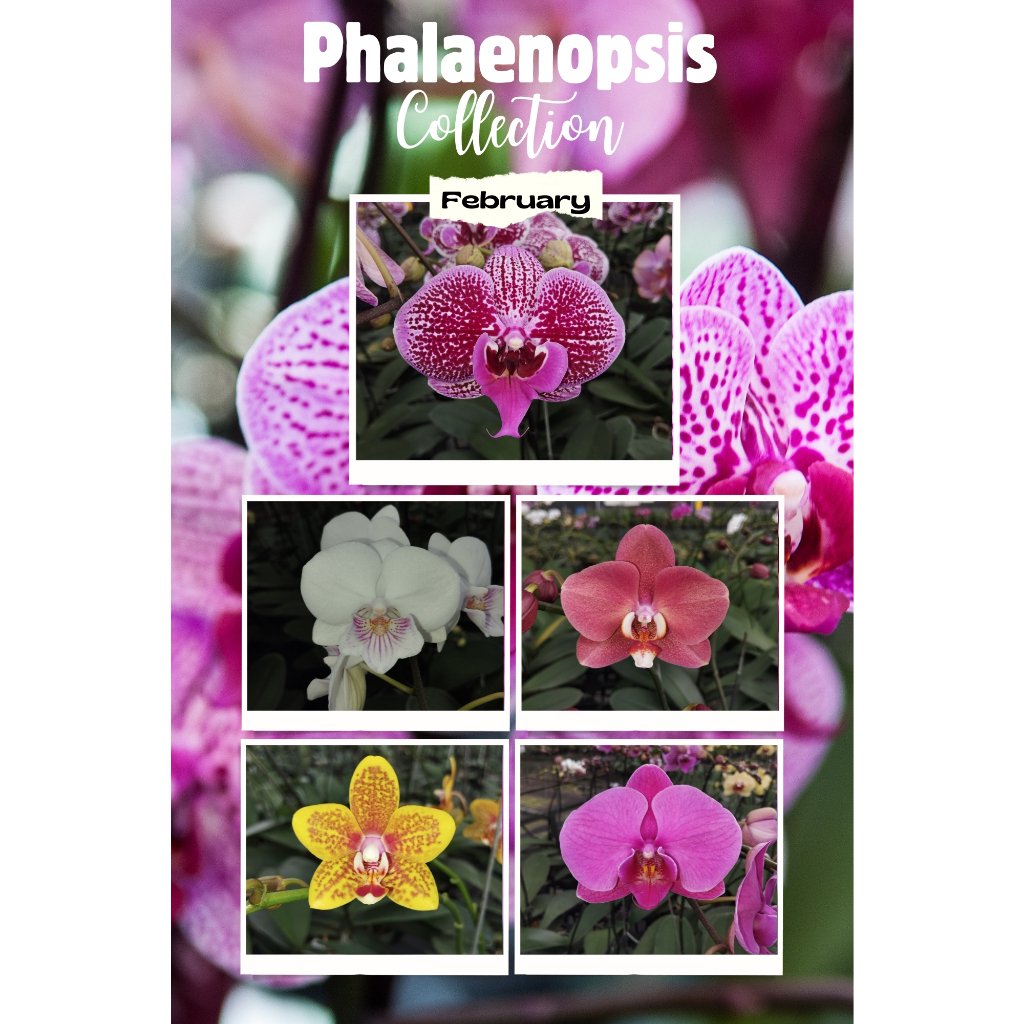 Anggrek Bulan Medium dan Mini Kondisi Knop Mekar