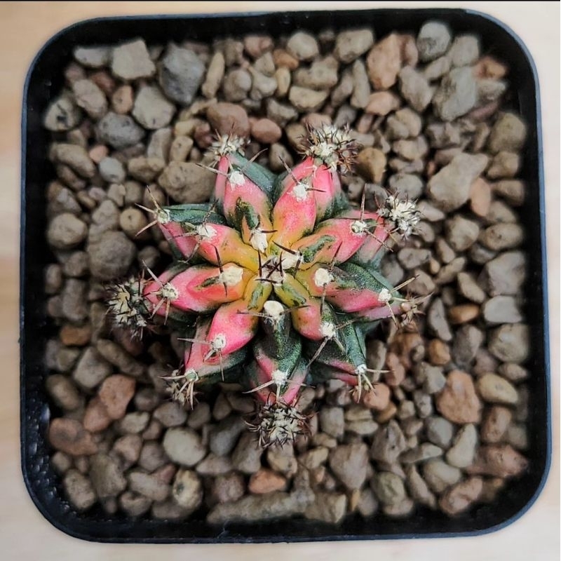 Kaktus Gymno multicolor