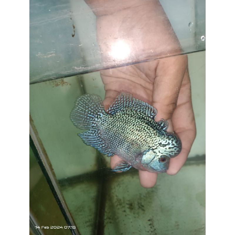 louhan Ksrd cilnong gen Boomhead