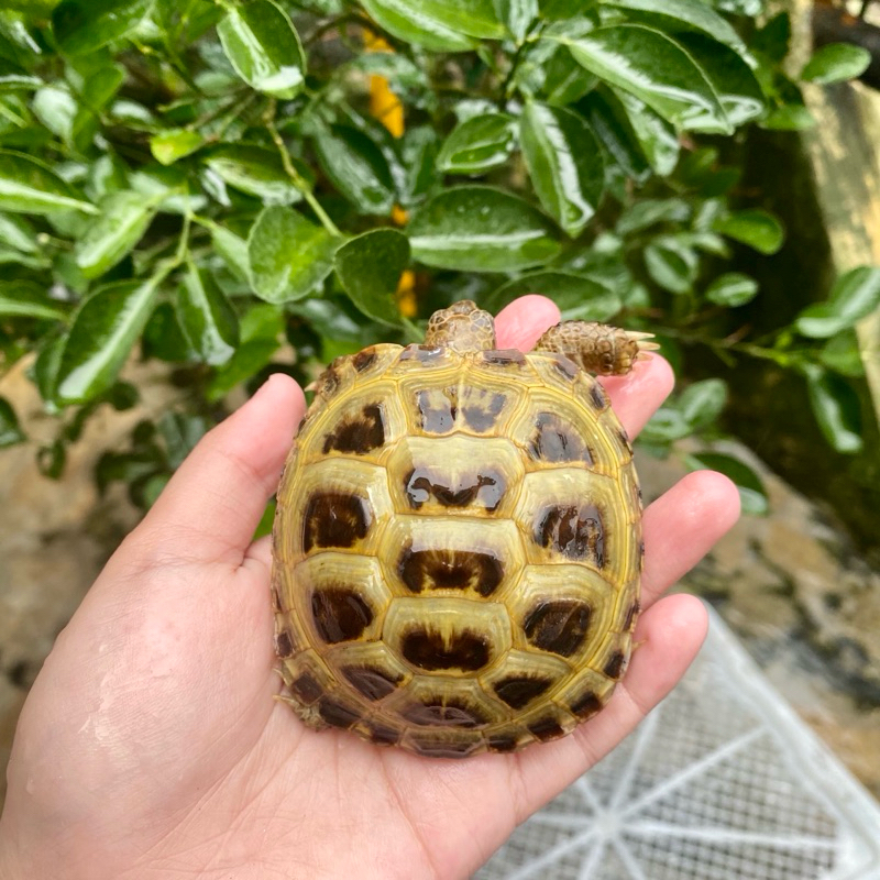 Russian tortoise