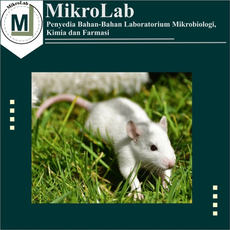 Mencit Penelitian / Tikus Putih (Mus musculus)