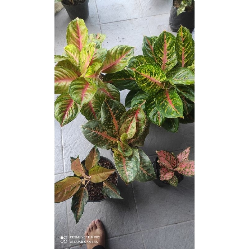 AGLONEMA MURAH MERIAH