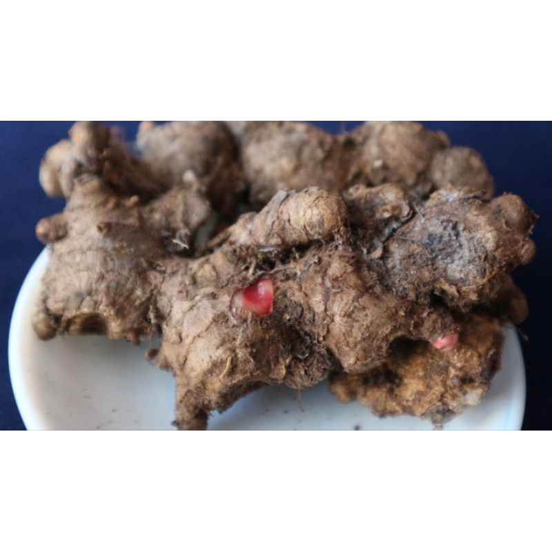 

KODE A Jahe Merah Medan 1kg Jahe Merah Segar Jahe Merah 1kg Masih Ada Sisa Tanah Rempah Herbal Wedang Jahe Segar Red Ginger