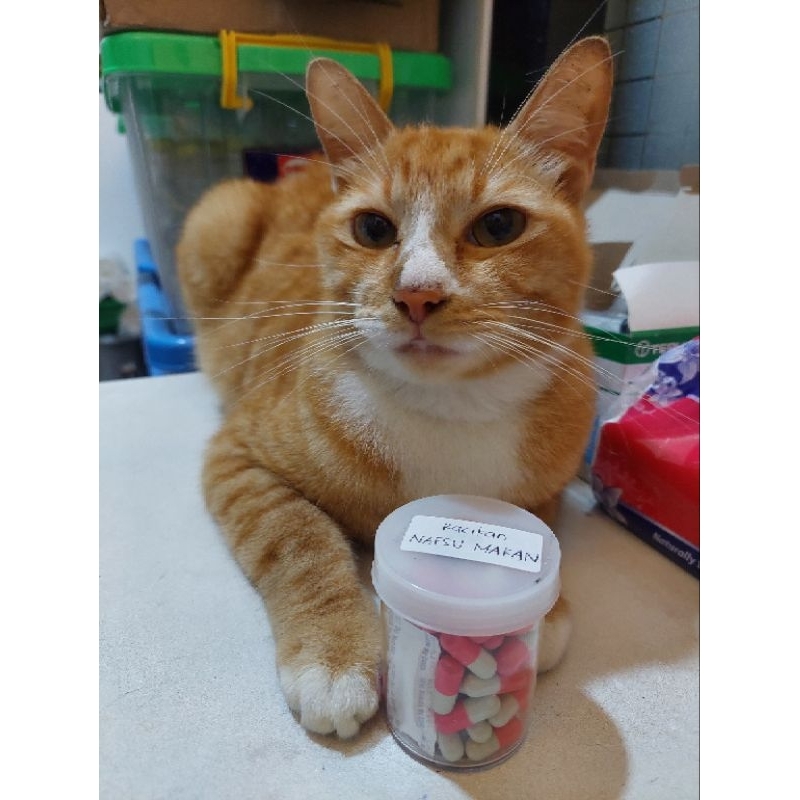 Obat Racikan Nafsu Makan (Penambah Nafsu Makan Kucing & Anjing)