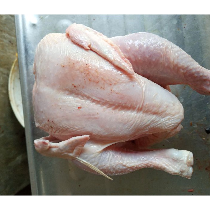 

Ready Stok ayam broiler uk 8gram ayam broilerayam potongayam murah