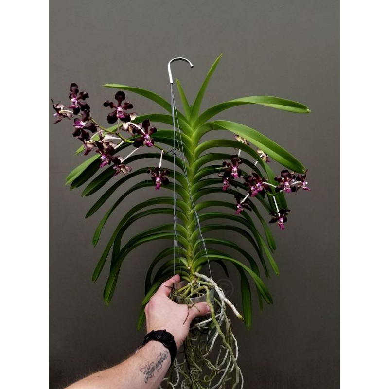 anggrek dendrobium antennatum antenatum dewasa jungle